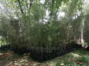 Tall Bamboos Seedlings for Sale