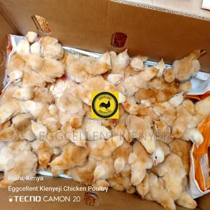 3 Days Vaccinated Improved Kienyeji Chicks