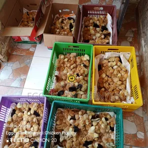 3 Days Vaccinated Improved Kienyeji Chicks