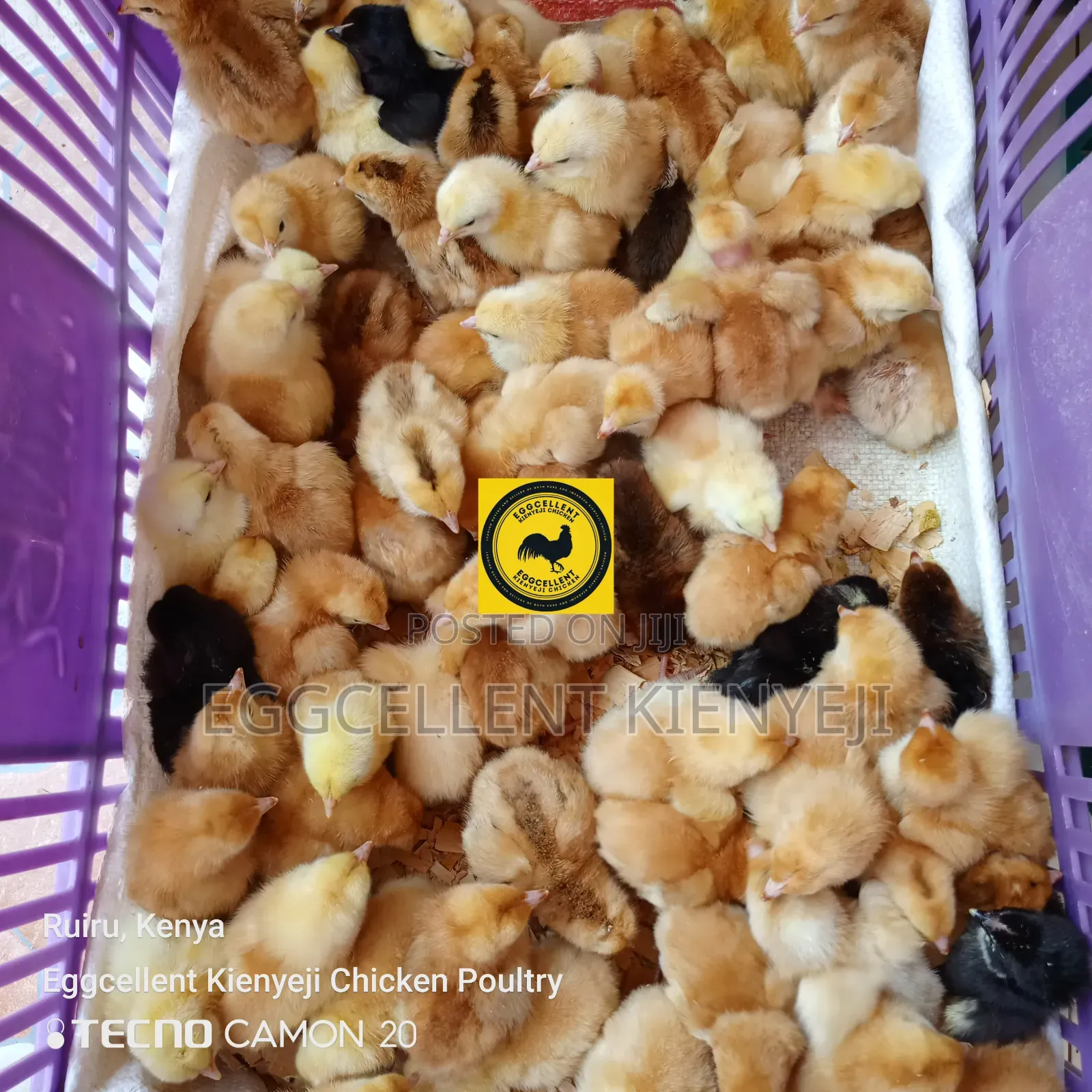 3 Days Vaccinated Improved Kienyeji Chicks