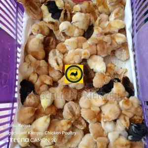 3 Days Vaccinated Improved Kienyeji Chicks