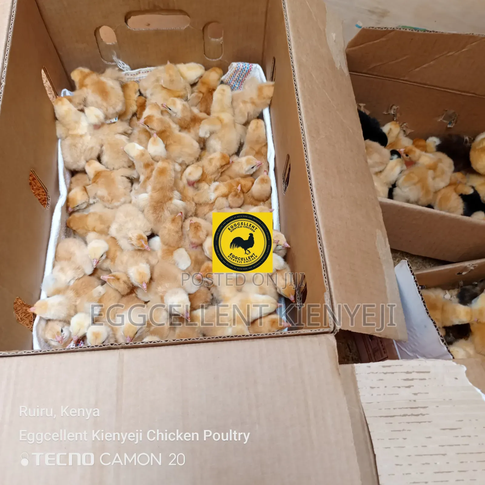 3 Days Vaccinated Improved Kienyeji Chicks