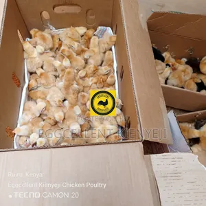 3 Days Vaccinated Improved Kienyeji Chicks