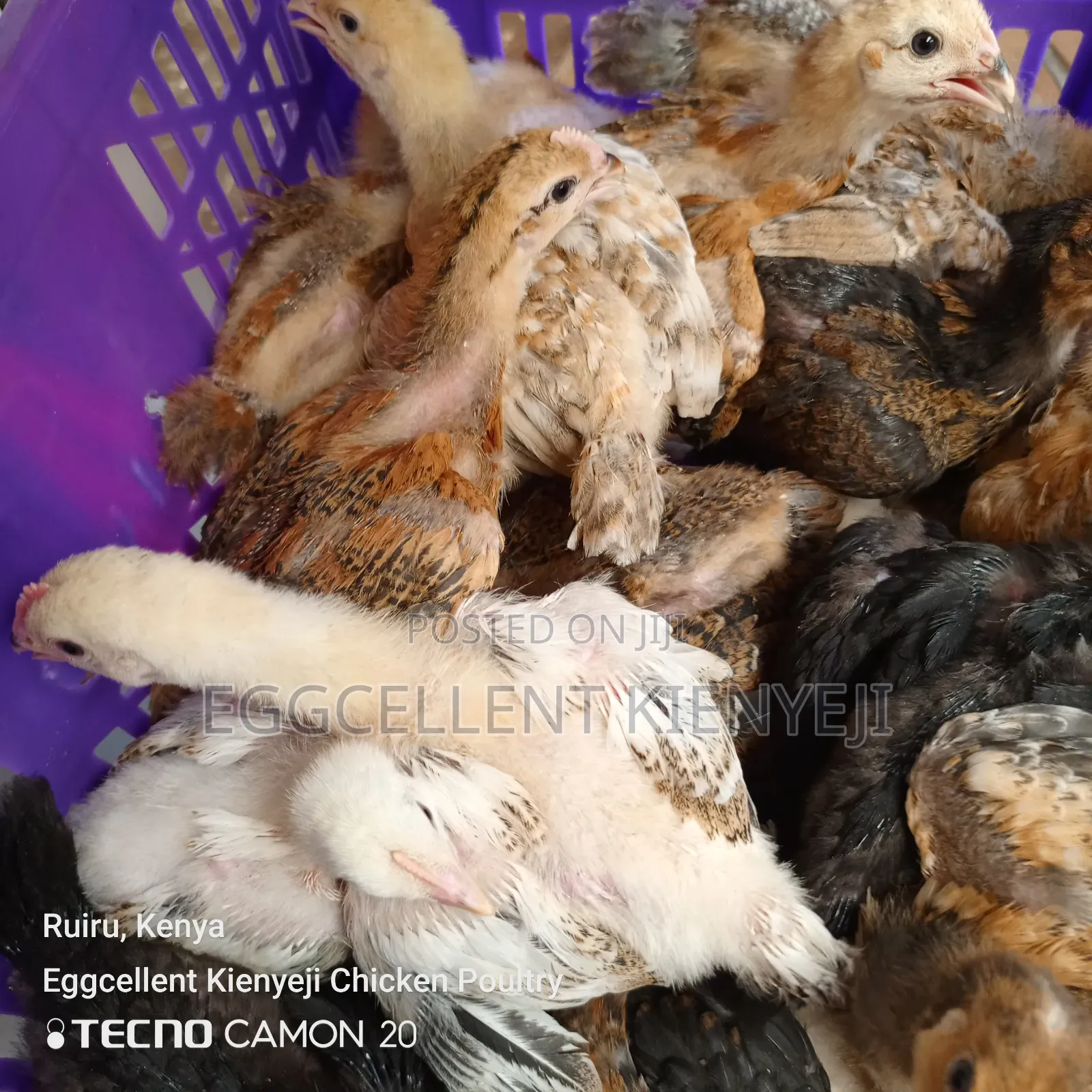 4 Weeks Fully Vaccinated Improved Kienyeji Chicks