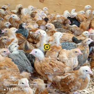 4 Weeks Fully Vaccinated Improved Kienyeji Chicks