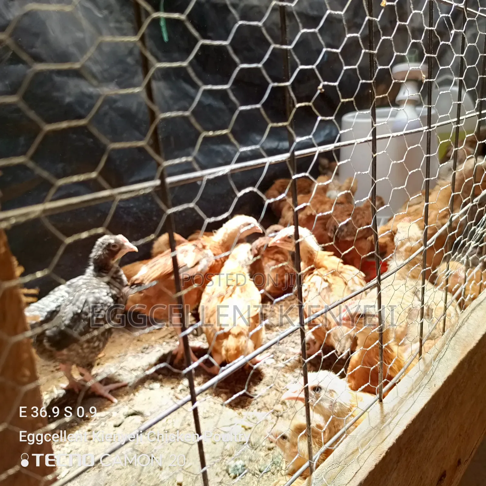 4 Weeks Fully Vaccinated Improved Kienyeji Chicks