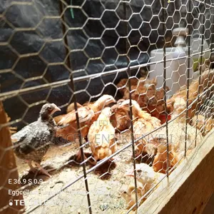 4 Weeks Fully Vaccinated Improved Kienyeji Chicks