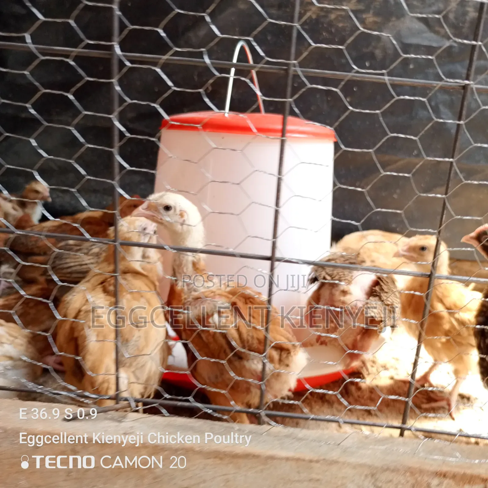 4 Weeks Fully Vaccinated Improved Kienyeji Chicks