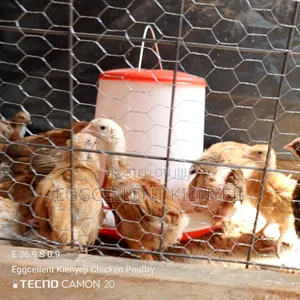 4 Weeks Fully Vaccinated Improved Kienyeji Chicks
