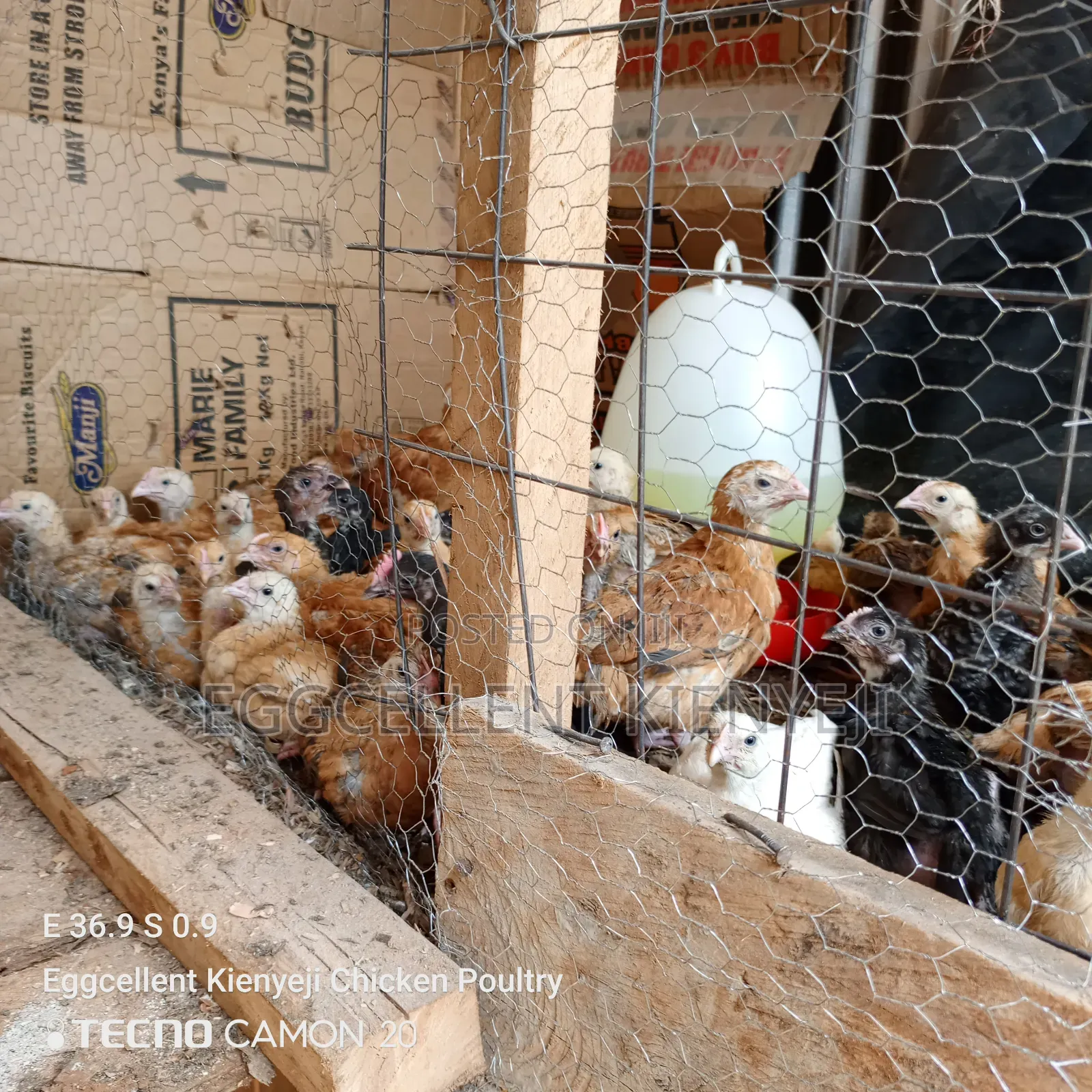 4 Weeks Fully Vaccinated Improved Kienyeji Chicks