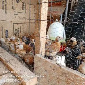 4 Weeks Fully Vaccinated Improved Kienyeji Chicks
