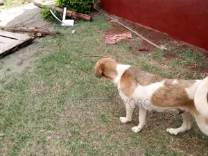 1+ year Female Mixed Breed Dog