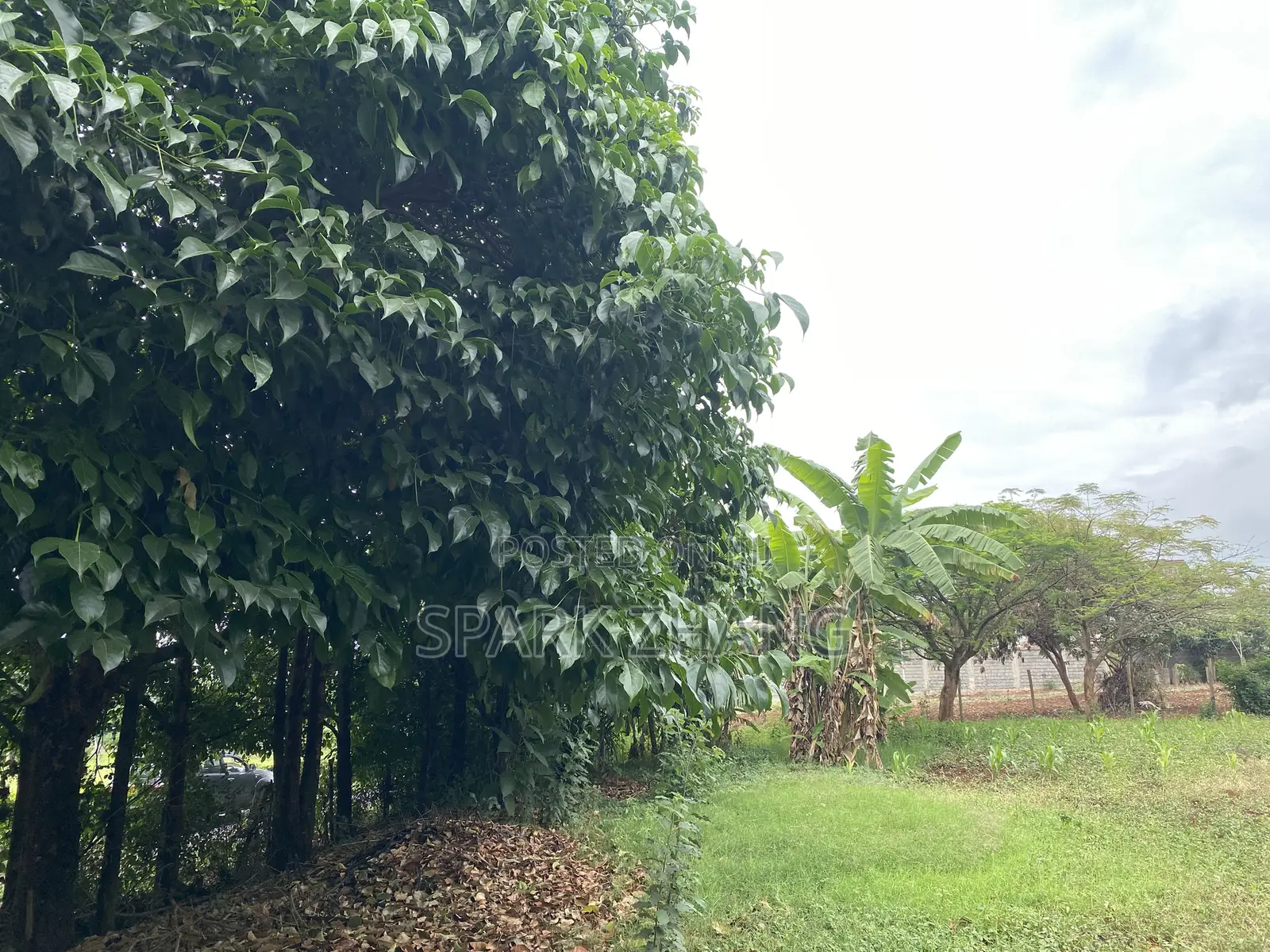 Plot for Sale