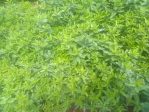 Kei Apple Seedlings for Fence Available Kayaba Seeds Available