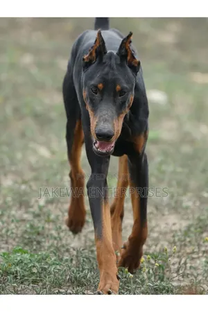 6-12 months Female Purebred Doberman Pinscher