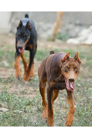 6-12 months Male Purebred Doberman Pinscher