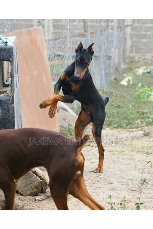 6-12 months Female Purebred Doberman Pinscher