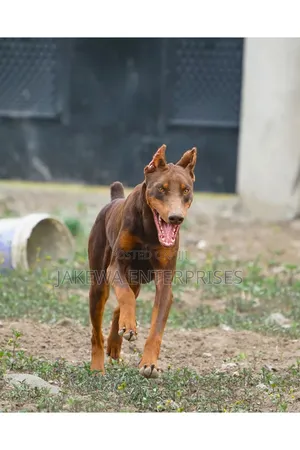 1-3 months Male Purebred Doberman Pinscher
