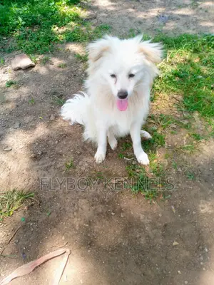 1+ year Male Purebred Japanese Spitz