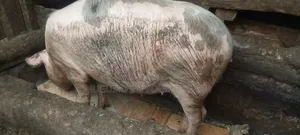 Pregnant Gilt
