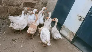 Goose Bird