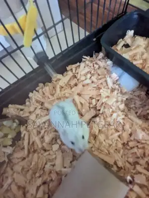 Winter White Dwarf Hamster/ Campbell's Dwarf Hamster + New Cage Set