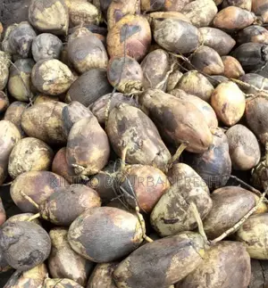 Coconut Planting Seeds : Dwarf / Tall. 10 Seeds Per Order.