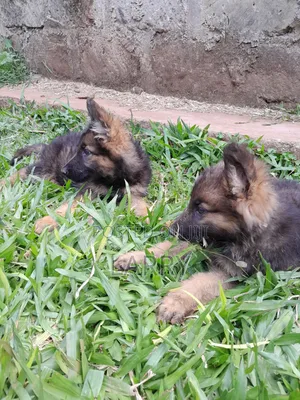 1-3 months Female Purebred German Shepherd