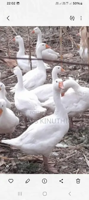 Poultry Farming