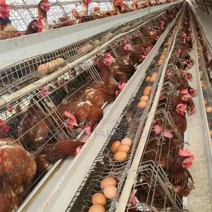 128 Capacity Birds Chicken Cages