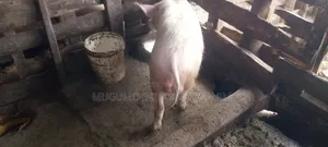 Boer for Sale