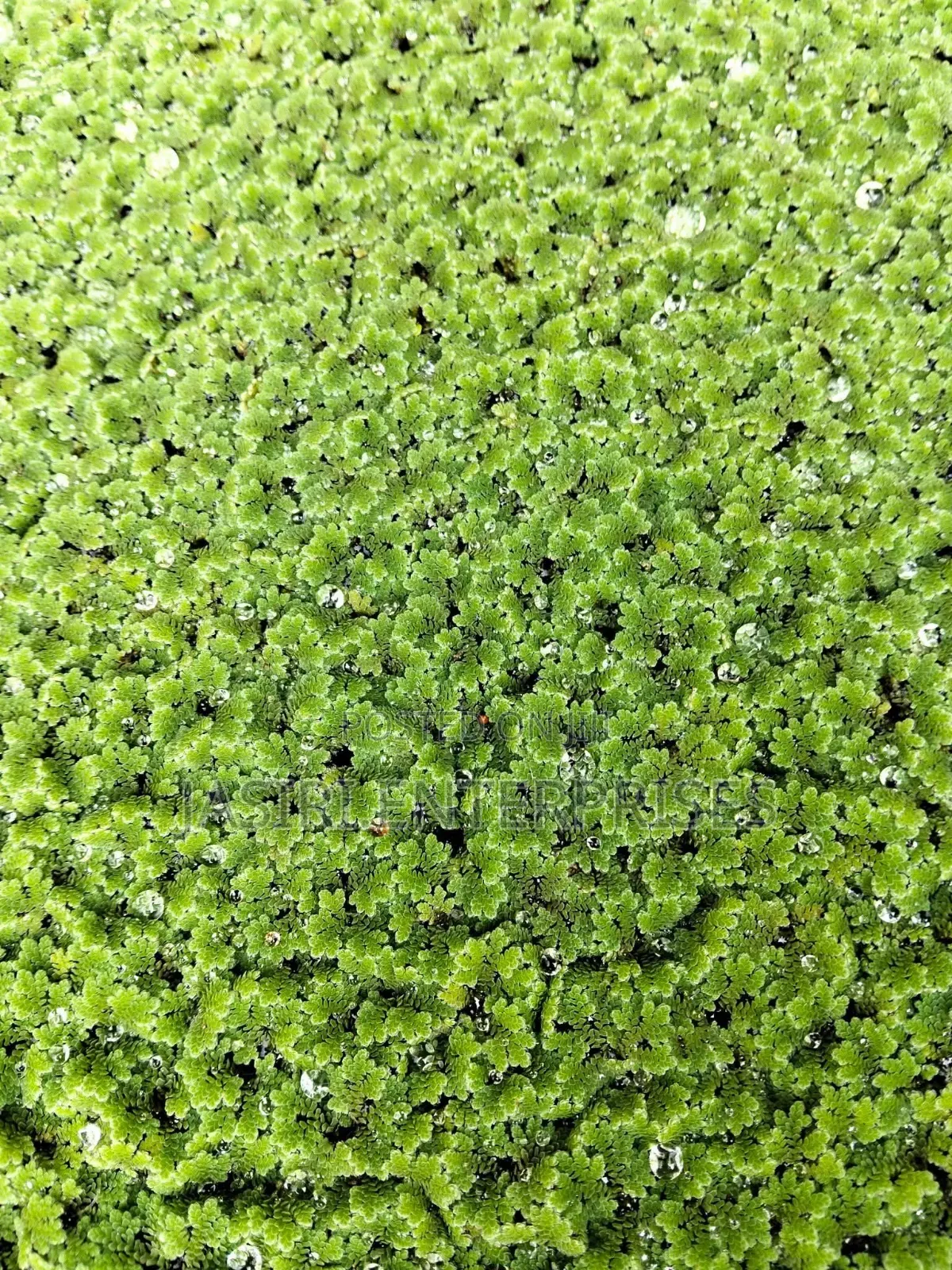 Azolla Seedlings