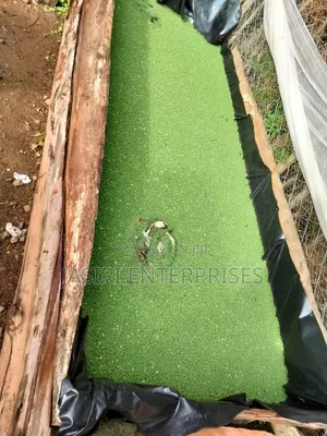 Azolla Seedlings