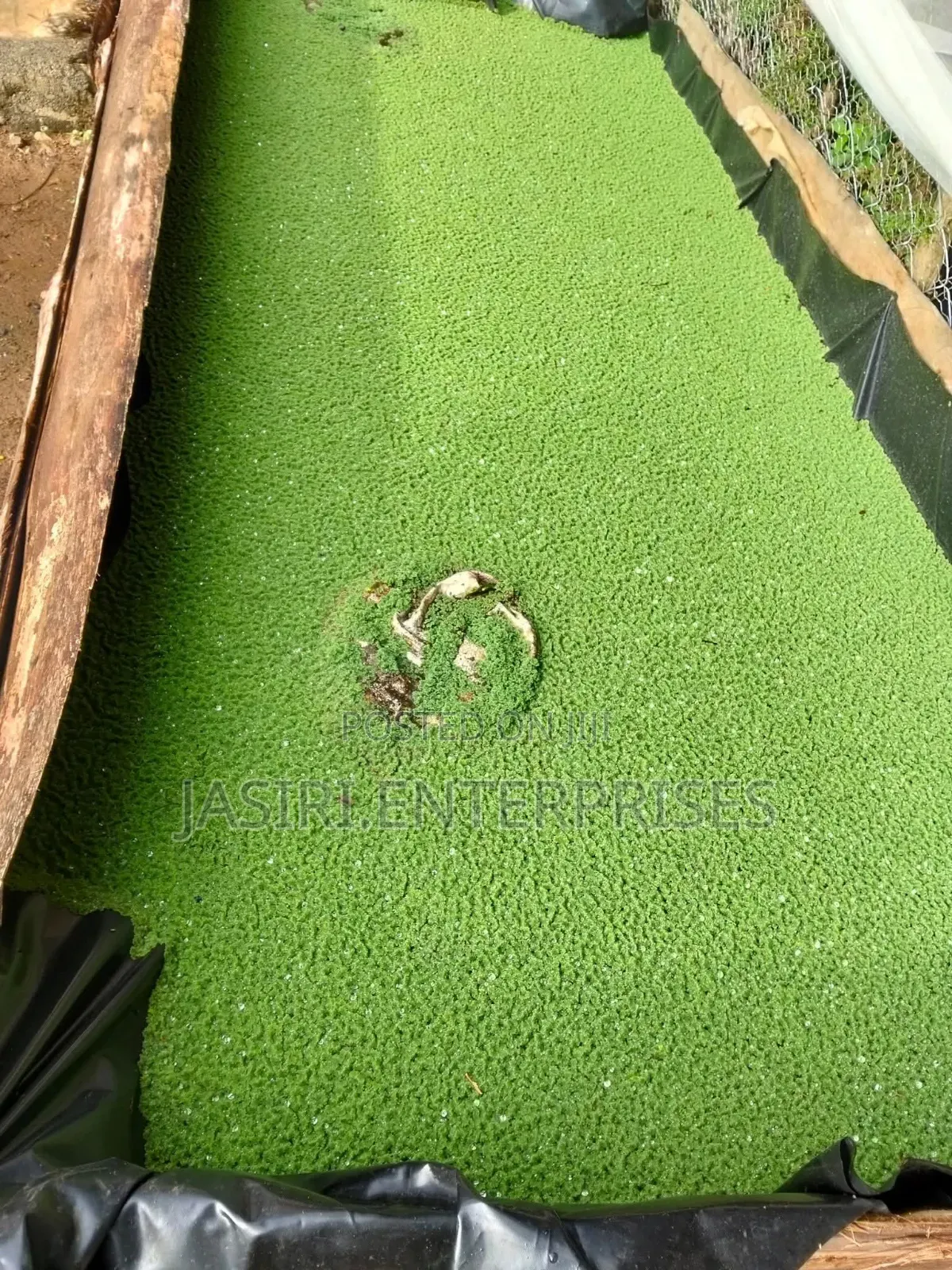 Azolla Seedlings