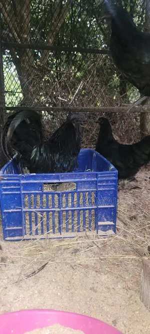 Ayam Cemani