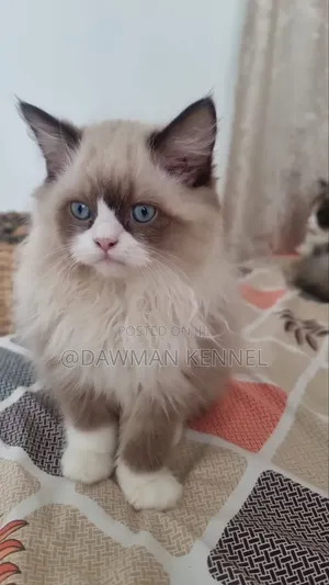 1-3 months Male Purebred Ragdoll
