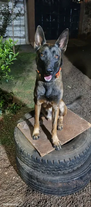 1+ year Male Purebred Belgian Malinois