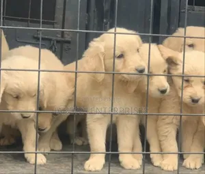 1-3 months Male Purebred Golden Retriever