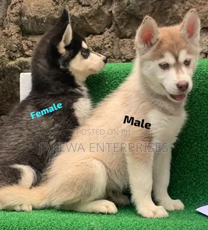 1-3 months Female Purebred Siberian Husky