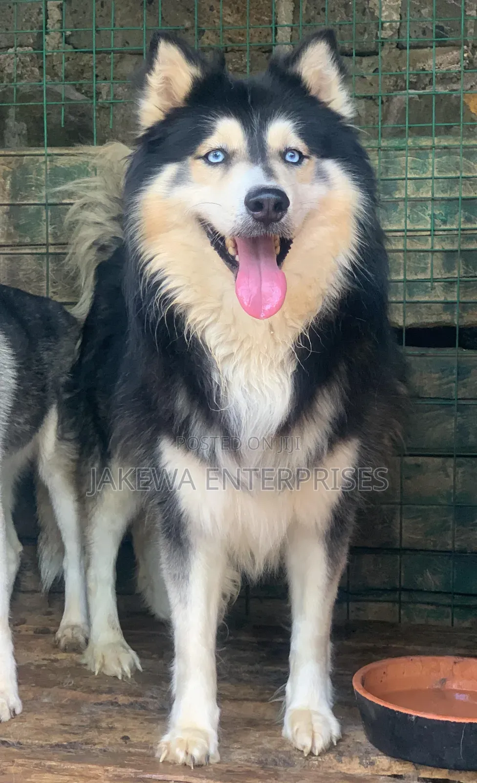 Stud Service Siberian Husky Stud Service