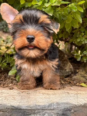 1-3 months Male Purebred Yorkshire Terrier