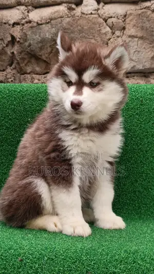 1-3 months Female Purebred Siberian Husky