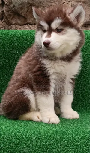 1-3 months Female Purebred Siberian Husky