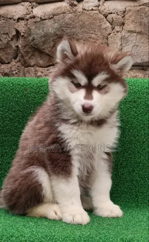 1-3 months Female Purebred Siberian Husky