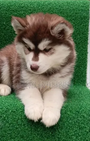 1-3 months Male Purebred Siberian Husky