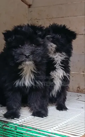 1-3 months Female Purebred Havanese
