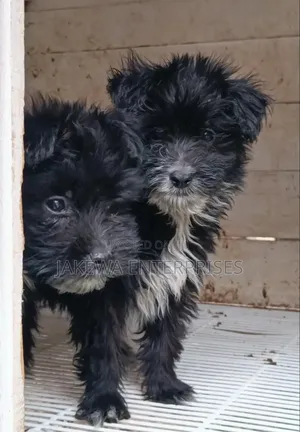 1-3 months Female Purebred Havanese