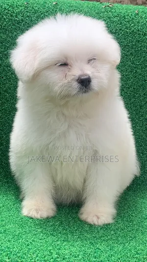 1-3 months Male Purebred Havanese