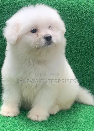1-3 months Male Purebred Havanese
