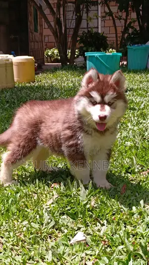 1-3 months Female Purebred Siberian Husky